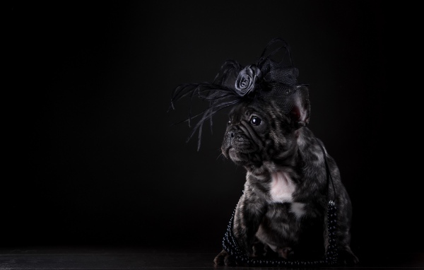Щенок французского бульдога с украшением на голове на черном фоне