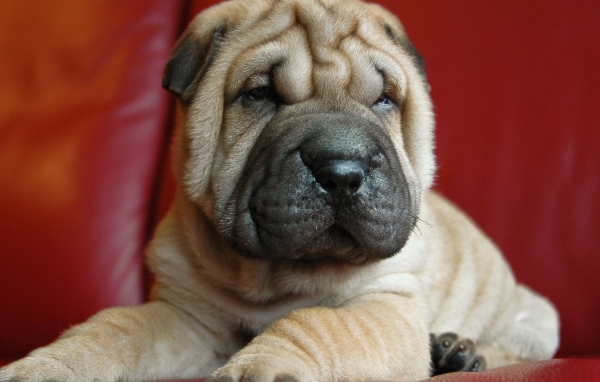 Щенок шарпея на красном фоне 