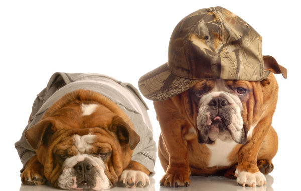 Грустные бульдоги в костюмах на белом фоне