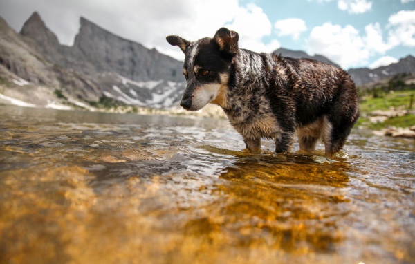 Грустная собака стоит в воде