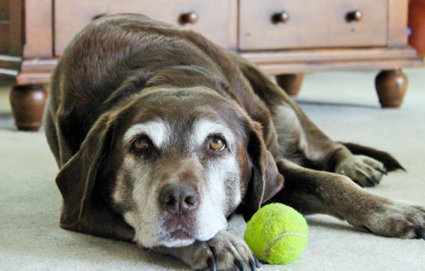 Грустная собака с теннисным мячом  