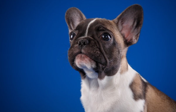 Грустный маленький французский бульдог на голубом фоне