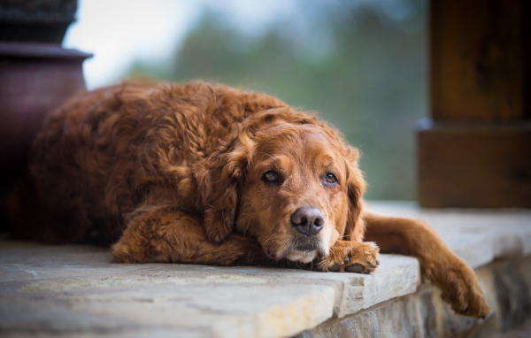 Грустный взгляд большой рыжей собаки