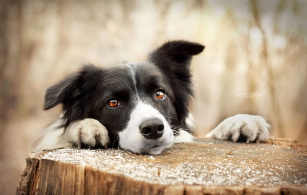 Грустный взгляд собаки породы бордер-колли