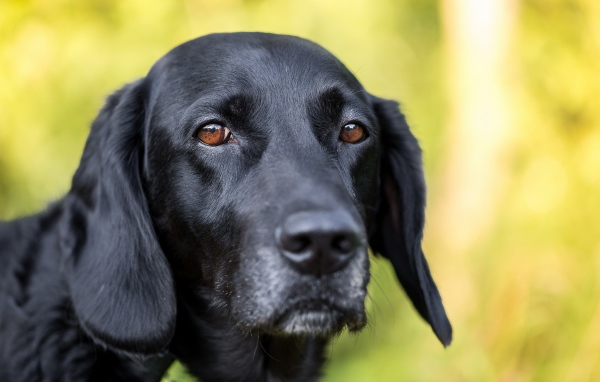 Грустная морда черного лабрадора