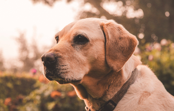 Грустная морда собаки породы золотистый ретривер