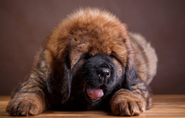 Милый пушистый щенок тибетского мастифа с высунутым языком