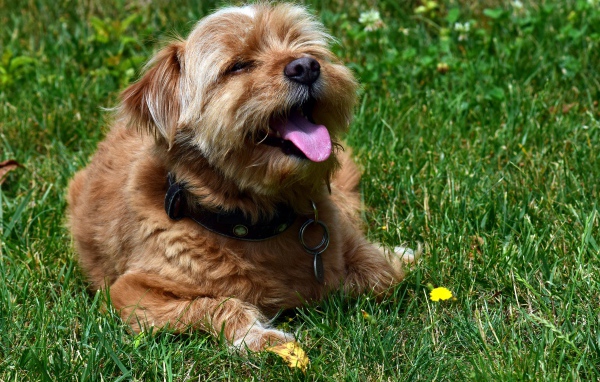 Терьер с высунутым языком лежит на зеленой траве