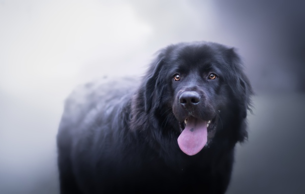 Большой черный пес с высунутым языком
