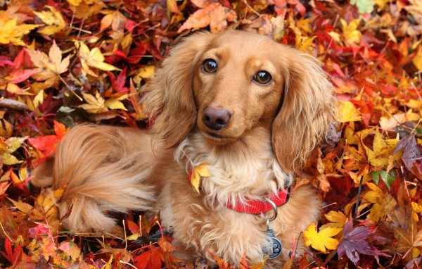 Собака породы такса лежит в желтой опавшей листве осенью