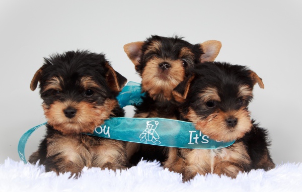 Три щенка йоркширского терьера перевязаны голубой лентой