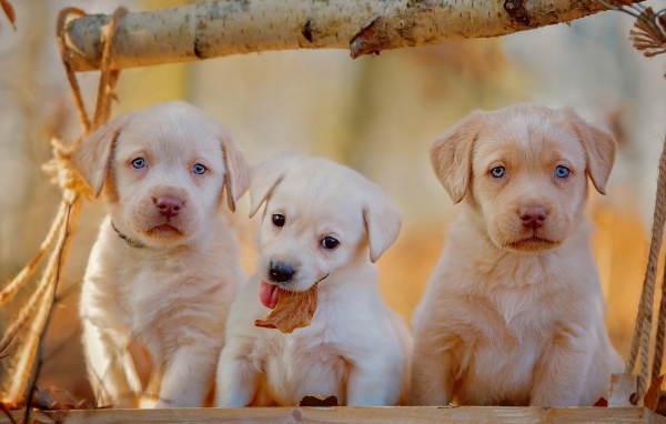 Три забавных щенка золотистого ретривера с голубыми глазами