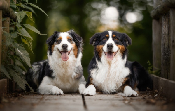 Две австралийские овчарки лежат в высунутым языком