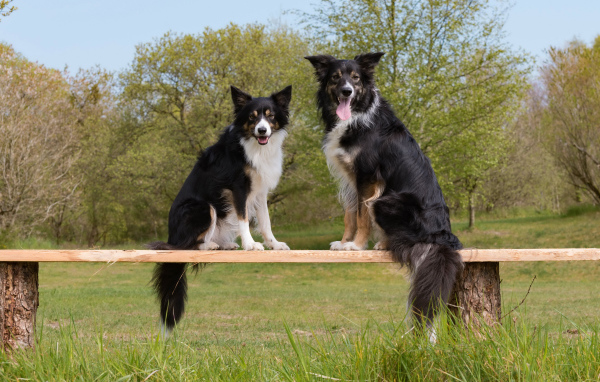Две собаки породы бордер-колли сидят на деревянной лавке