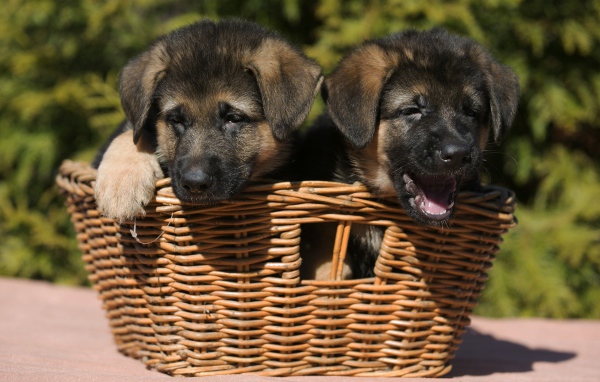 Два щенка немецкой овчарки в плетеной корзине 