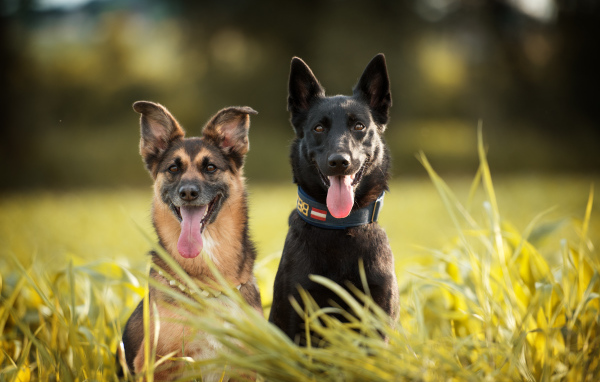 Две немецкая овчарки сидят в траве с высунутым языком