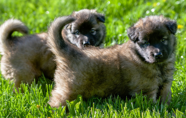 Два милых щенка немецкой овчарки на зеленой траве 