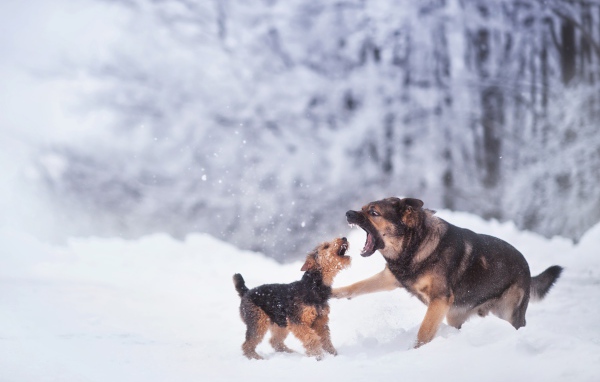 Две собаки играют на снегу