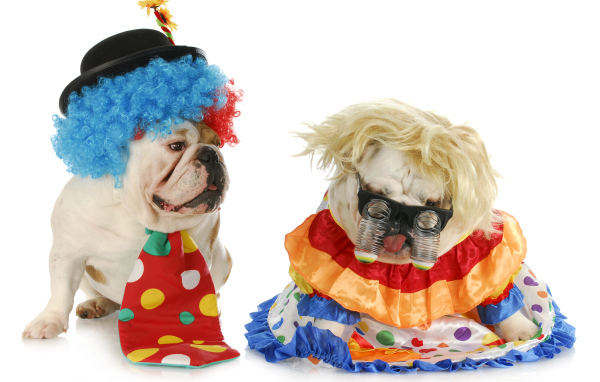 Два английских бульдога в маскарадных костюмах на белом фоне