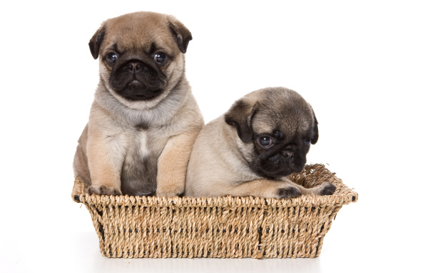 Два маленьких щенка мопса в корзине на белом фоне