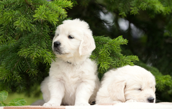 Два щенка золотистого ретривера у зеленой ветки ели