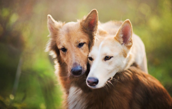 Две рыжие собаки обнимают друг друга