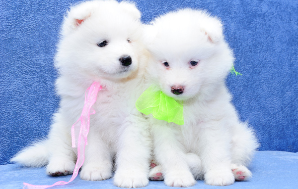 Два белых пушистых щенка самоедской лайки на голубом фоне