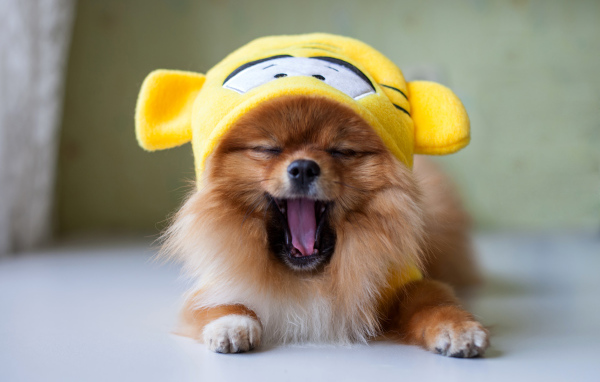 Зевающий шпиц в забавной желтой шапке