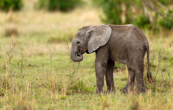 Маленький серый слоненок идет по траве