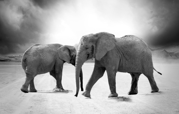 Слоны на дороге черно - белое фото 