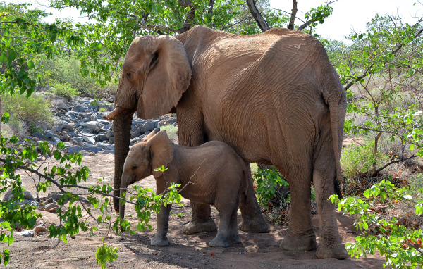 Мама слон с маленьким слоненком