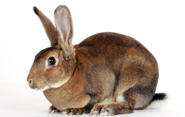 Большой кролик на белом фоне