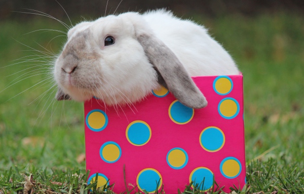 Забавный декоративный кролик сидит в разноцветной коробке
