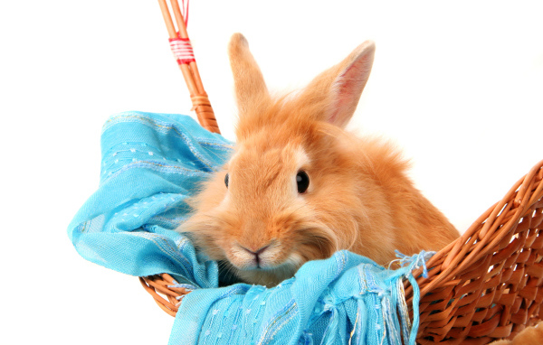 Рыжий пушистый кролик сидит в корзине на синем шарфе на белом фоне