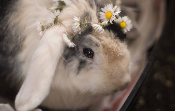 Маленький декоративный кролик с ромашками 
