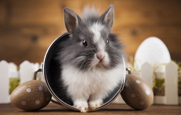 Милый пушистый декоративный кролик