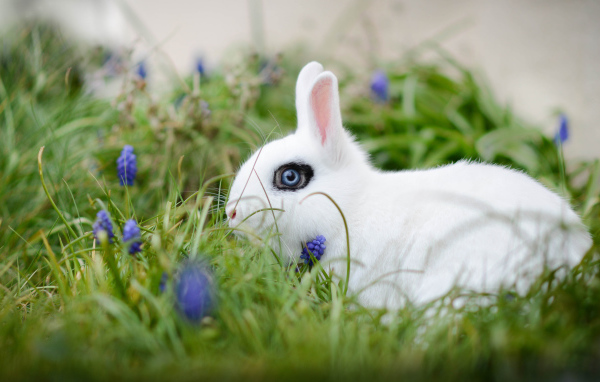 Белый голубоглазый декоративный кролик в зеленой траве
