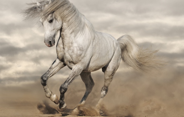 Красивая белая лошадь скачет по песку