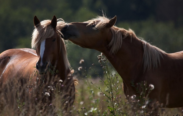 Пара влюбленных коричневых лошадей 