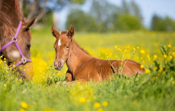 Маленький коричневый жеребенок лежит на зеленой траве 
