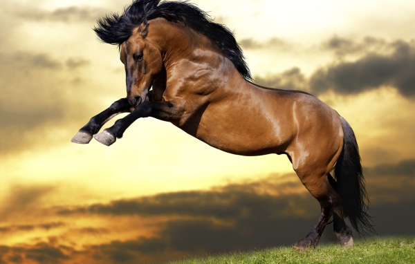 Красивый коричневый конь с черной гривой  встал на дыбы 