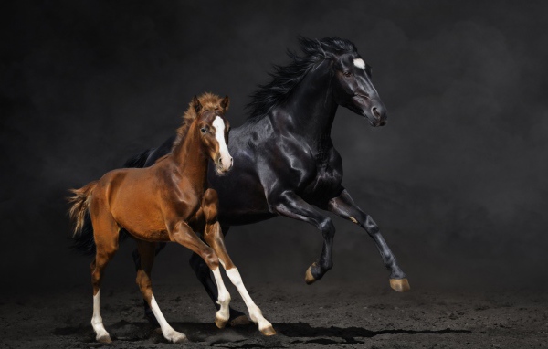 Две бегущие лошади 