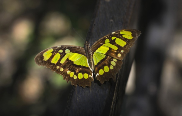 Красивая  бабочка крупным планом