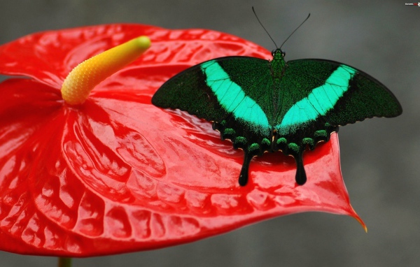 Красивая зеленая бабочка сидит на красном цветке
