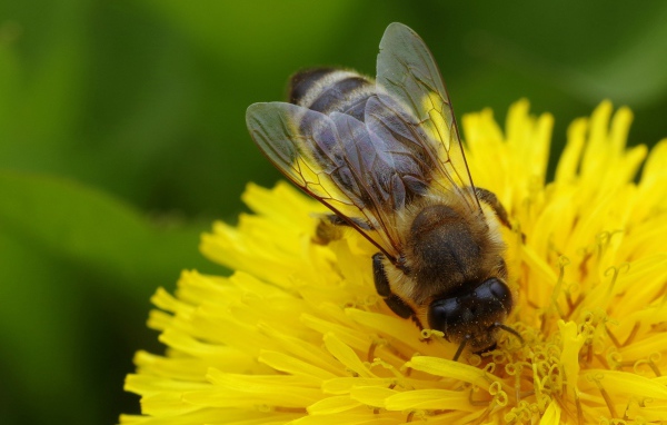Пчела на желтом одуванчике крупным планом 