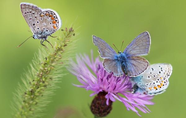 Синие бабочки на розовом цветке 