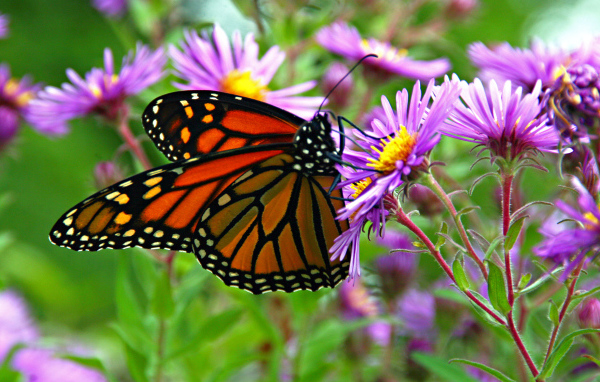 Бабочка монарх сидит на сиреневом осеннем цветке