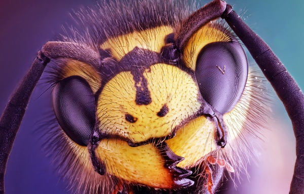 Голова осы крупным планом 