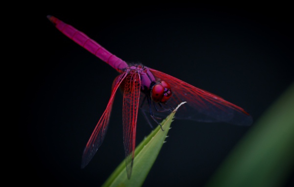 Красная стрекоза сидит на зеленом листе