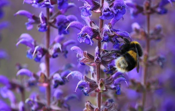 Пчела сидит на синем цветке лаванды